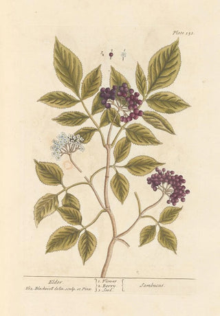 Elderberry - Elizabeth Blackwell — artwork view