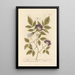 Elderberry - Elizabeth Blackwell — framed artwork on a wall