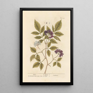 Elderberry - Elizabeth Blackwell — framed artwork on a wall