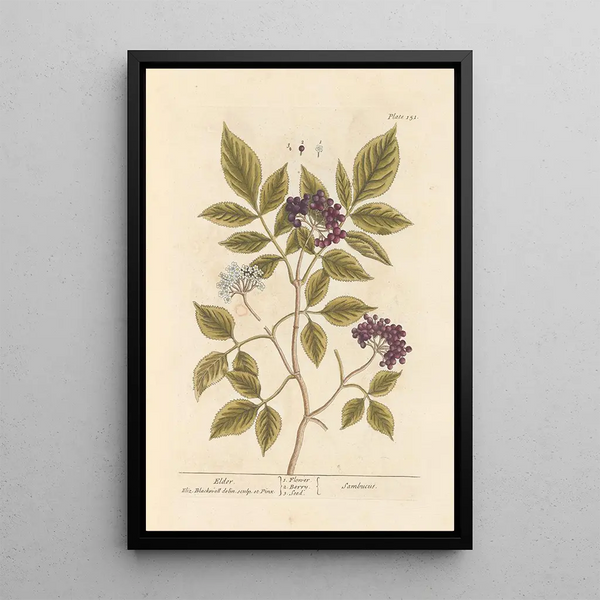 Elderberry - Elizabeth Blackwell — framed artwork on a wall