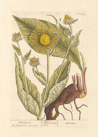 Inule - Elizabeth Blackwell — artwork view