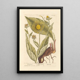 Inule - Elizabeth Blackwell — framed artwork on a wall