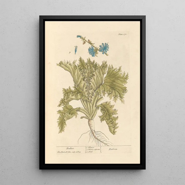 Endive - Elizabeth Blackwell — framed artwork on a wall