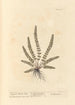 Capillaire de Montpellier - Elizabeth Blackwell — artwork view