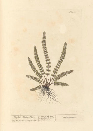 Elizabeth Blackwell - English maiden hair.webp