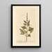 Mercuriale Anglaise - Elizabeth Blackwell — framed artwork on a wall