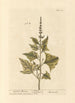 Mercuriale Anglaise - Elizabeth Blackwell — artwork view