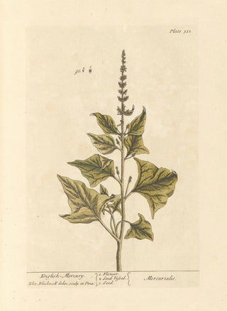 Mercuriale Anglaise - Elizabeth Blackwell — artwork view