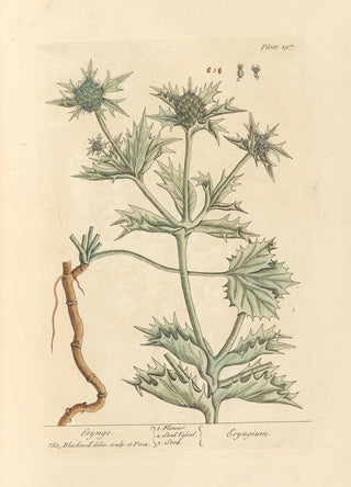 Panicaut - Elizabeth Blackwell — artwork view