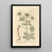 Panicaut - Elizabeth Blackwell — framed artwork on a wall