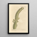 Euphorbe - Elizabeth Blackwell — framed artwork on a wall