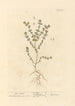 Euphraise - Elizabeth Blackwell — artwork view