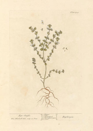 Euphraise - Elizabeth Blackwell — artwork view
