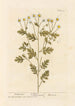 Fougère à Plumes - Elizabeth Blackwell — artwork view