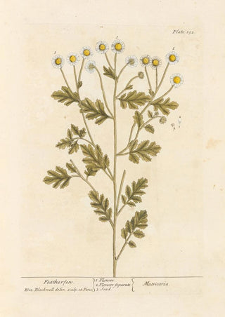 Fougère à Plumes - Elizabeth Blackwell — artwork view