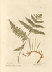 Fougère Femelle ou Fougère Aigle - Elizabeth Blackwell — artwork view