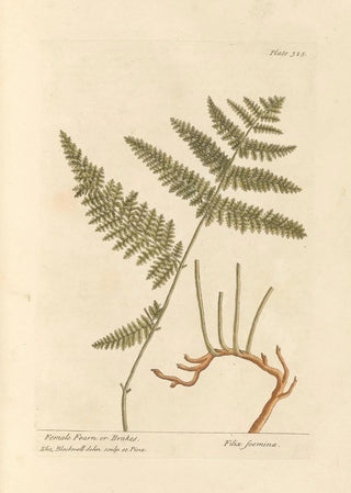 Fougère Femelle ou Fougère Aigle - Elizabeth Blackwell — artwork view