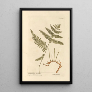 Fougère Femelle ou Fougère Aigle - Elizabeth Blackwell — framed artwork on a wall