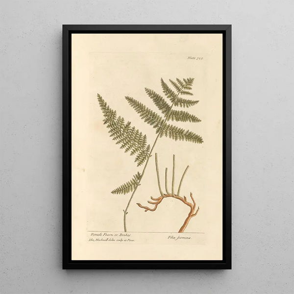 Fougère Femelle ou Fougère Aigle - Elizabeth Blackwell — framed artwork on a wall