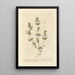 Pimprenelle Female - Elizabeth Blackwell — framed artwork on a wall