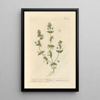 Pimprenelle Female - Elizabeth Blackwell — framed artwork on a wall