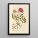 Peony Female - Elizabeth Blackwell — framed artwork on a wall