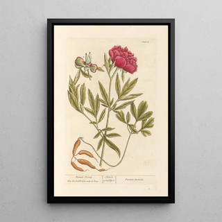 Peony Female - Elizabeth Blackwell — framed artwork on a wall