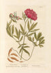 Peony Female - Elizabeth Blackwell — artwork view