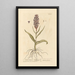 Satyr Female - Elizabeth Blackwell — framed artwork on a wall