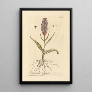 Satyr Female - Elizabeth Blackwell — framed artwork on a wall