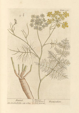 Fennel - Elizabeth Blackwell — artwork view