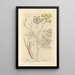 Fennel - Elizabeth Blackwell — framed artwork on a wall