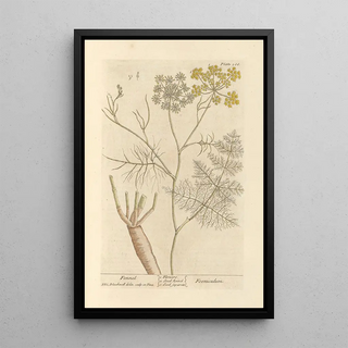 Fennel - Elizabeth Blackwell — framed artwork on a wall