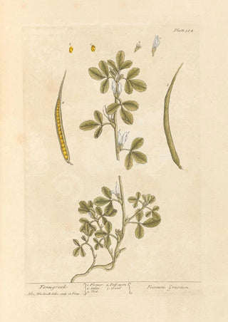 Fenugrec Painting - Elizabeth Blackwell — artwork view