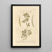 Fenugrec Painting - Elizabeth Blackwell — framed artwork on a wall