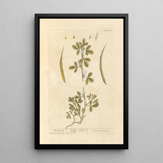 Fenugrec Painting - Elizabeth Blackwell — framed artwork on a wall