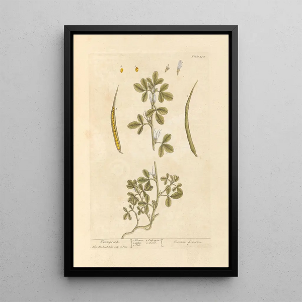 Fenugrec Painting - Elizabeth Blackwell — framed artwork on a wall