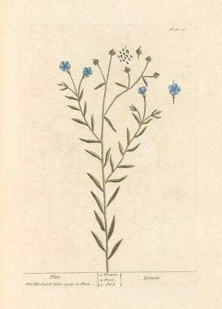 Lin - Elizabeth Blackwell — artwork view