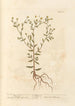 Pulicaire - Elizabeth Blackwell — artwork view