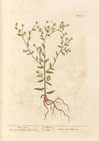 Pulicaire - Elizabeth Blackwell — artwork view