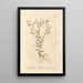 Pulicaire - Elizabeth Blackwell — framed artwork on a wall