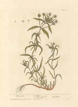 Psyllium Painting - Elizabeth Blackwell — artwork view