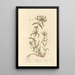 Psyllium Painting - Elizabeth Blackwell — framed artwork on a wall