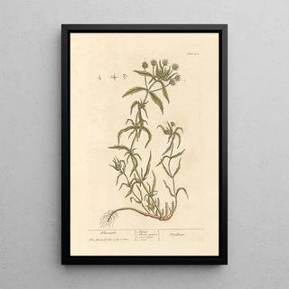 Psyllium Painting - Elizabeth Blackwell — framed artwork on a wall
