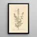 Descurainia - Elizabeth Blackwell — framed artwork on a wall