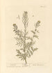 Descurainia - Elizabeth Blackwell — artwork view