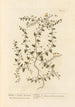 Véronique femelle - Elizabeth Blackwell — artwork view