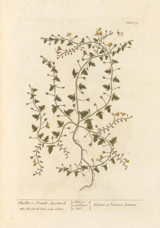 Véronique femelle - Elizabeth Blackwell — artwork view