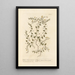 Véronique femelle - Elizabeth Blackwell — framed artwork on a wall