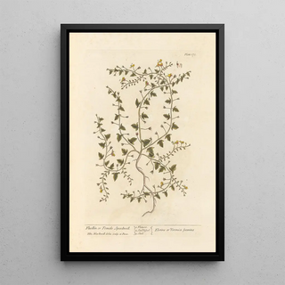 Véronique femelle - Elizabeth Blackwell — framed artwork on a wall